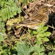 Pipit farlouse